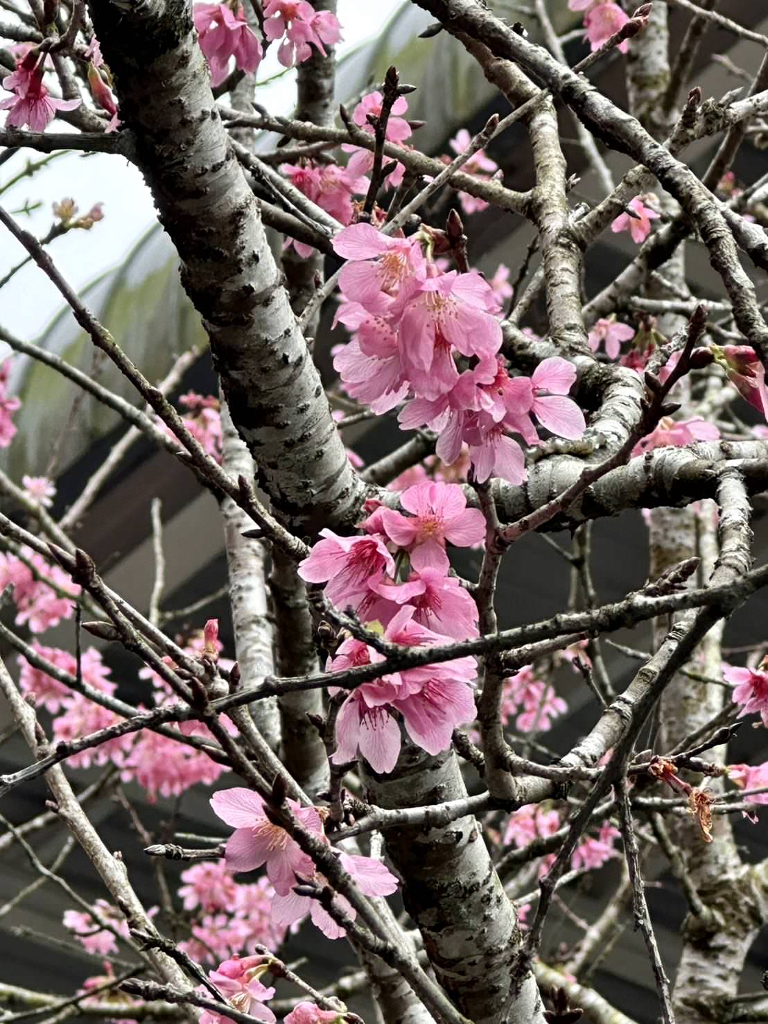 南投縣魚池鄉日月潭住宿推薦|日月潭飯店晶澤會館THE CRYSTAL RESORT|伊達邵商店街旁、日月潭湖景一覽無遺、美食饗宴應有盡有之晶澤會館入住心得分享! - 第94張圖 南投縣魚池鄉日月潭住宿推薦|日月潭飯店晶澤會館THE CRYSTAL RESORT|伊達邵商店街旁、日月潭湖景一覽無遺、美食饗宴應有盡有之晶澤會館入住心得分享!