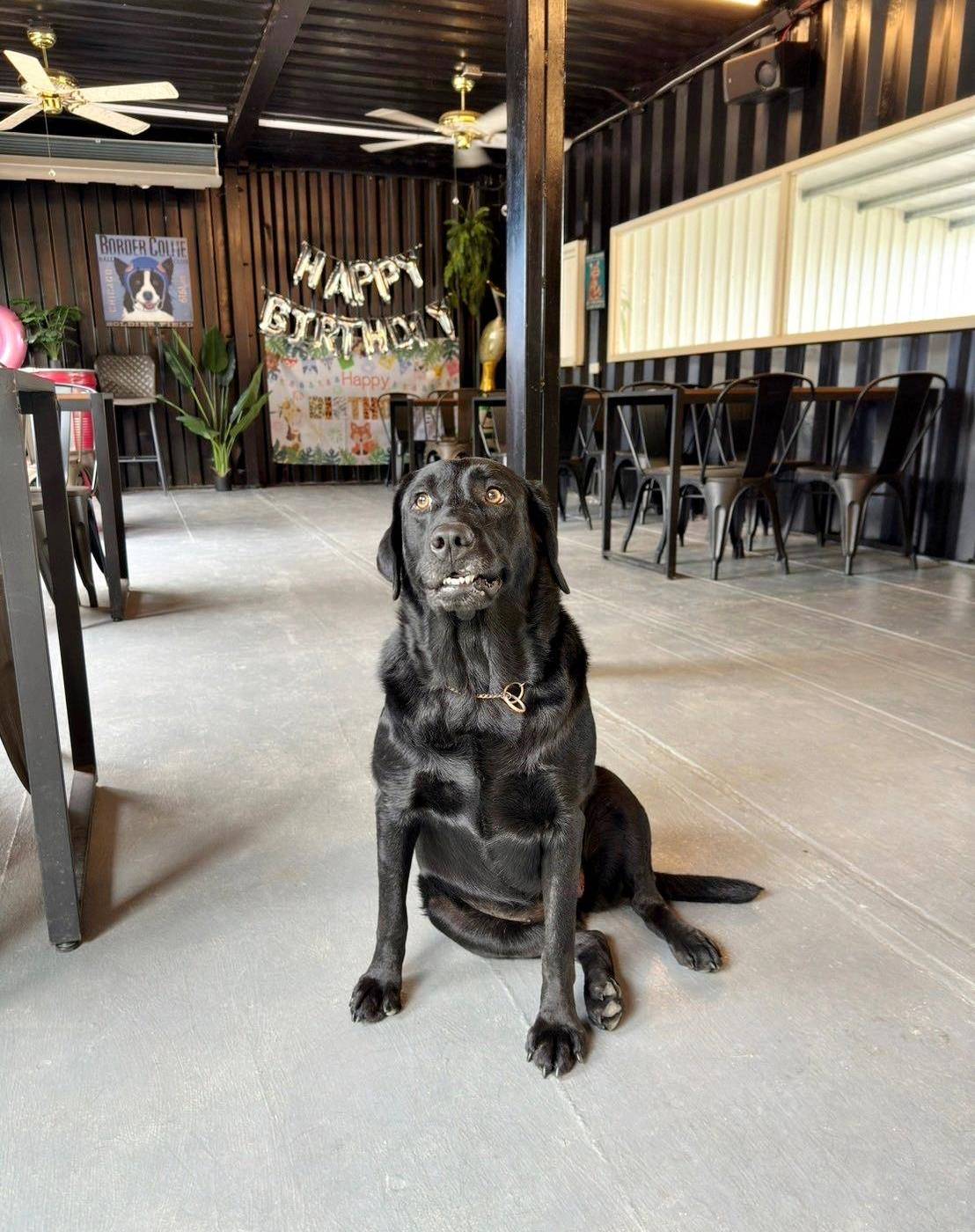 台中寵物聚會包場推薦|台中市南屯區動物空間Animal Space寵物友善餐廳|毛孩專屬戲水泳池、大片草皮開心奔跑、精緻美味輕食餐點,帶著毛小孩一起來玩樂! - 第27張圖 台中寵物聚會包場推薦|台中市南屯區動物空間Animal Space寵物友善餐廳|毛孩專屬戲水泳池、大片草皮開心奔跑、精緻美味輕食餐點,帶著毛小孩一起來玩樂!