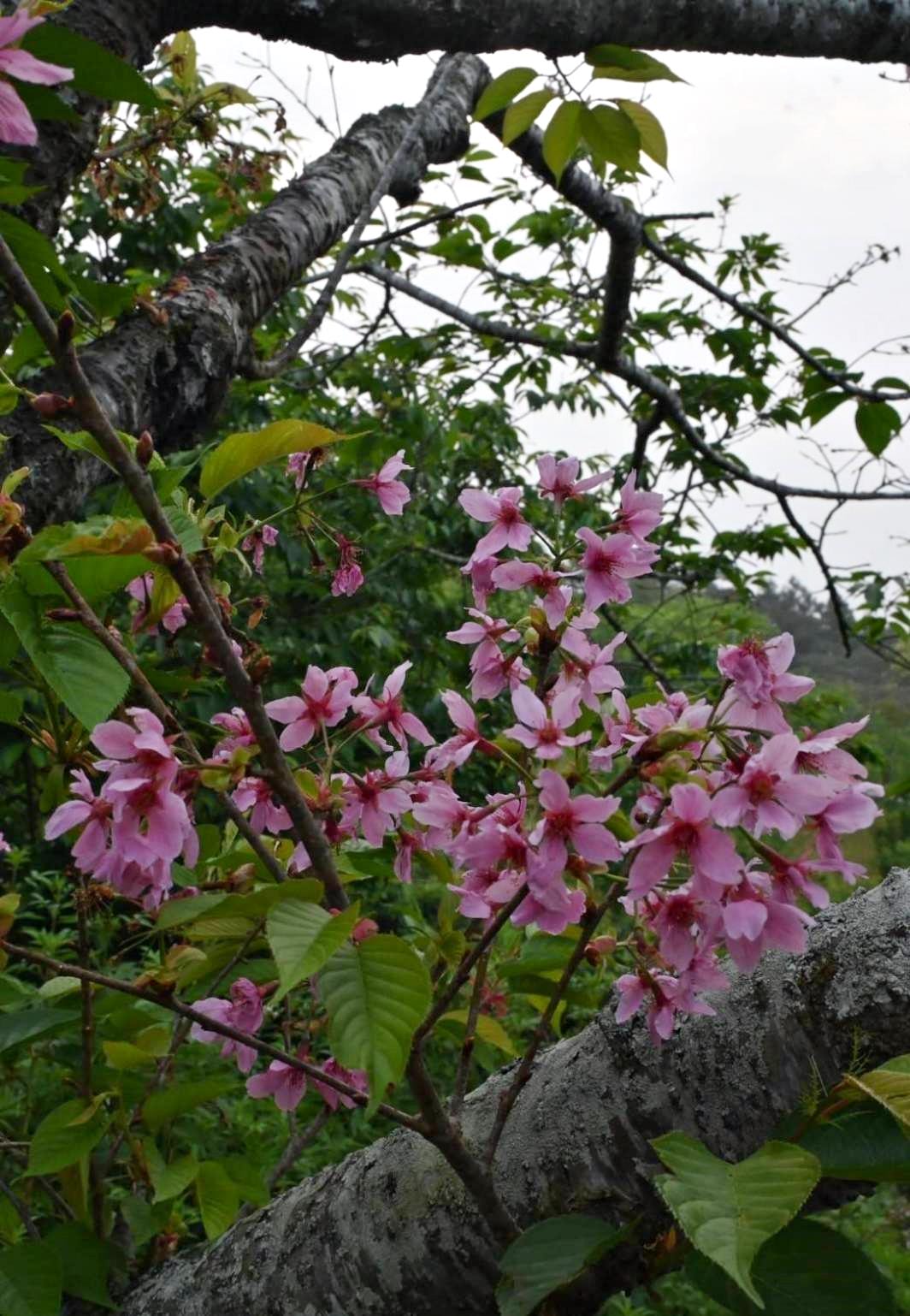 南投縣鹿谷鄉住宿推薦｜鳳凰⦁森之鳴｜鳳凰自然教育園區生態導覽，玻璃霧屋一泊二食，遠離塵囂靜謐木屋之鳳凰·森之鳴入住心得分享！