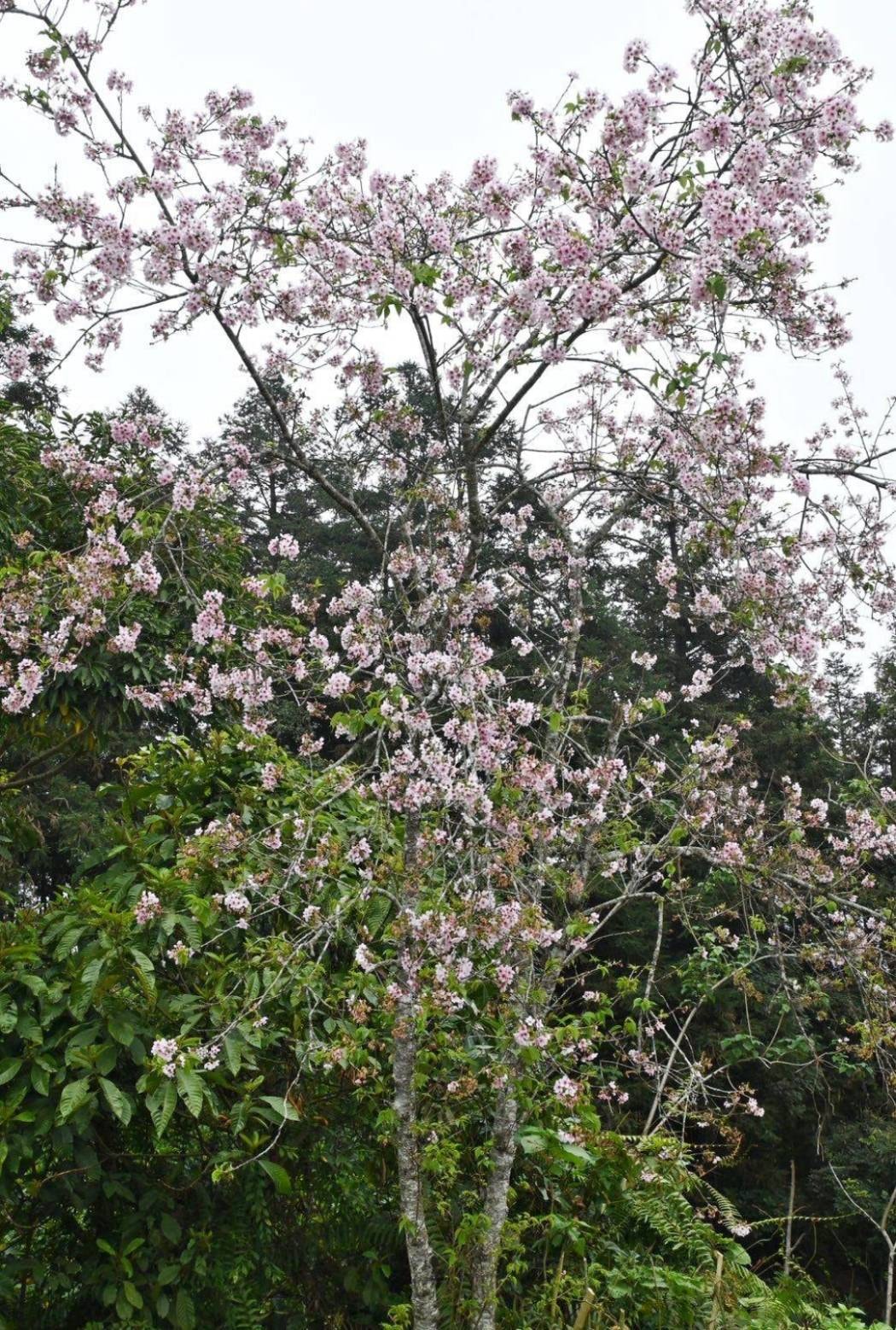 南投縣鹿谷鄉住宿推薦｜鳳凰⦁森之鳴｜鳳凰自然教育園區生態導覽，玻璃霧屋一泊二食，遠離塵囂靜謐木屋之鳳凰·森之鳴入住心得分享！