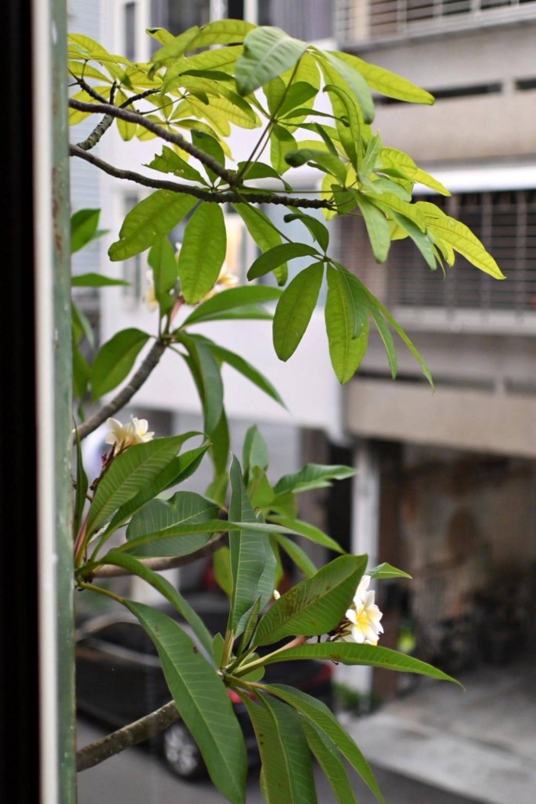 台中異國料理推薦|台中市西區居無定所餐廳|主廚匠心手作海鮮、唐揚雞、鴨胸、釜飯、特調飲品,創意美食饗宴,讓人一吃成主顧! - 第31張圖 台中異國料理推薦|台中市西區居無定所餐廳|主廚匠心手作海鮮、唐揚雞、鴨胸、釜飯、特調飲品,創意美食饗宴,讓人一吃成主顧!
