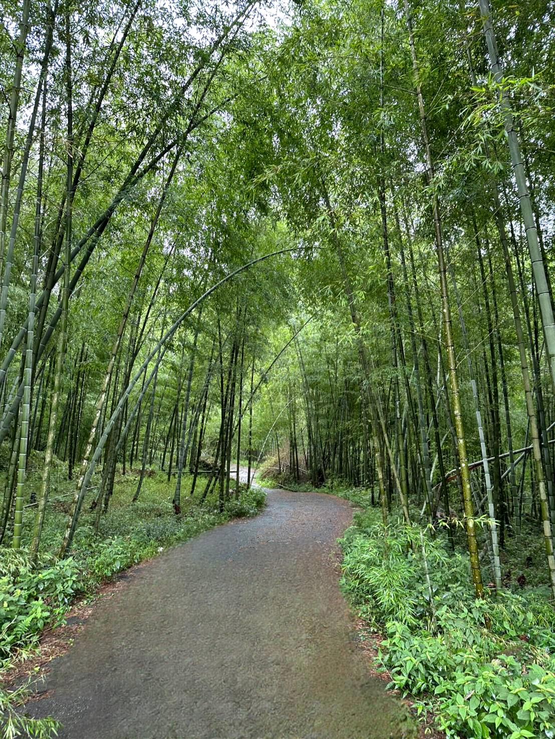 南投縣鹿谷鄉住宿推薦|金台灣山莊民宿|距離溪頭約5分鐘,原木景觀四人房一泊二食,精緻電梯木屋民宿的入住體驗分享! - 第85張圖 南投縣鹿谷鄉住宿推薦|金台灣山莊民宿|距離溪頭約5分鐘,原木景觀四人房一泊二食,精緻電梯木屋民宿的入住體驗分享!