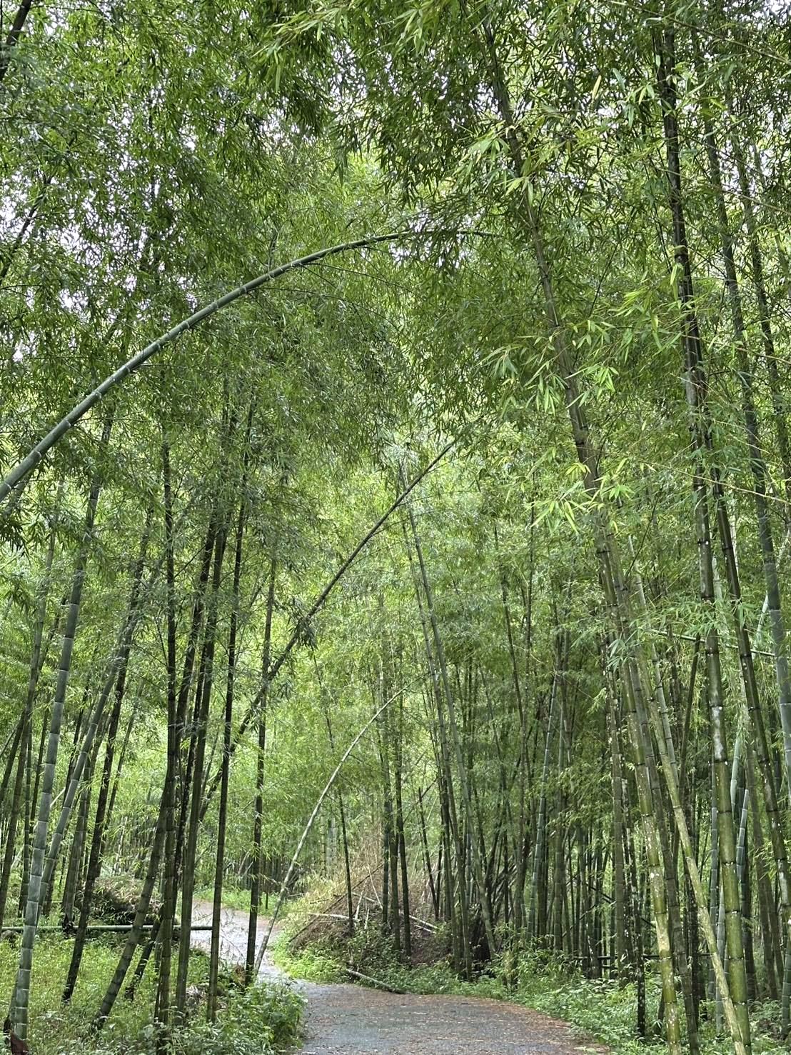 南投縣鹿谷鄉住宿推薦|金台灣山莊民宿|距離溪頭約5分鐘,原木景觀四人房一泊二食,精緻電梯木屋民宿的入住體驗分享! - 第86張圖 南投縣鹿谷鄉住宿推薦|金台灣山莊民宿|距離溪頭約5分鐘,原木景觀四人房一泊二食,精緻電梯木屋民宿的入住體驗分享!