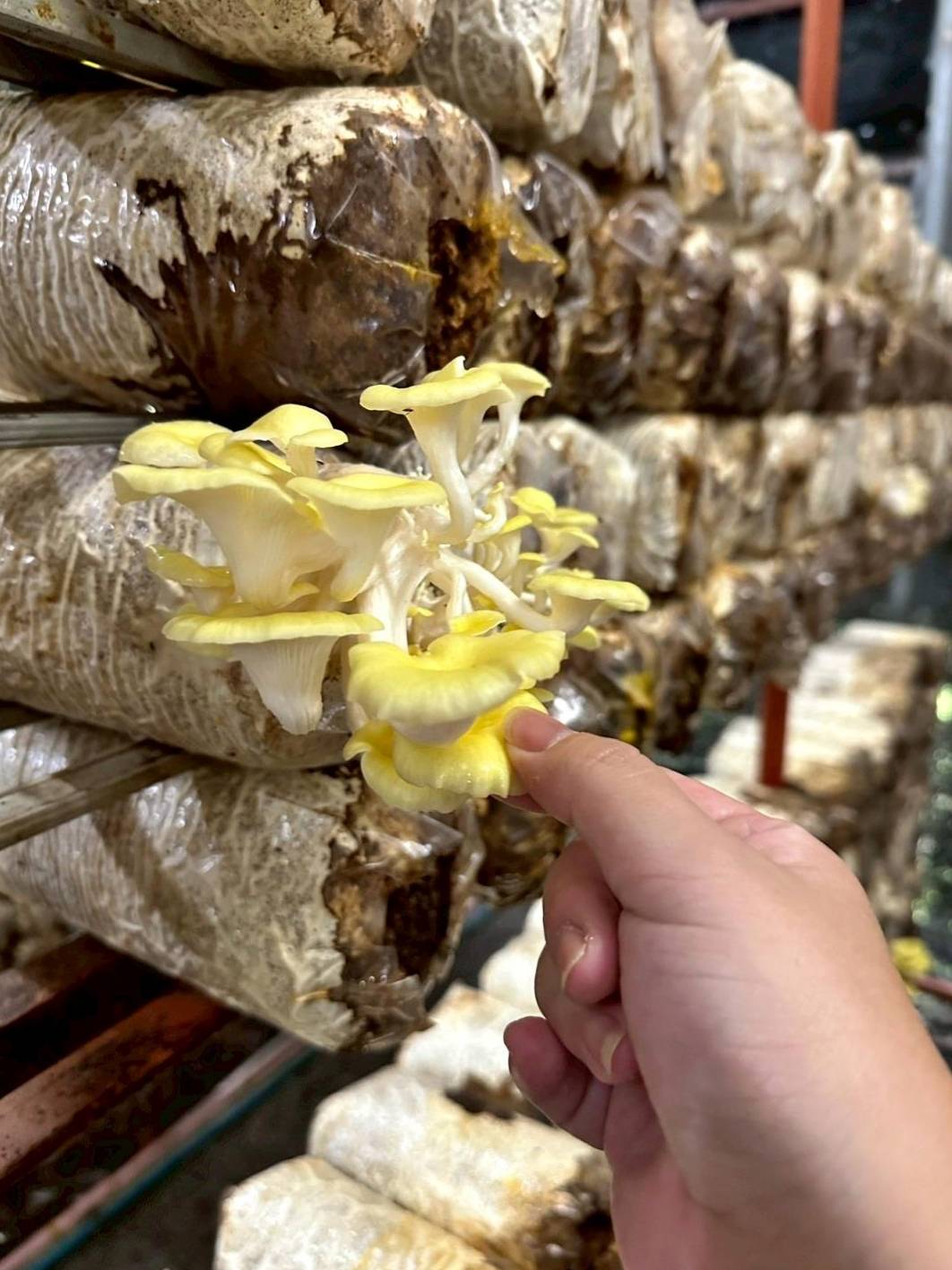 南投埔里親子旅遊｜豐年靈芝菇類生態農場｜免門票、趣味採菇樂、DIY生態瓶、鮮採菇火鍋｜交通、美食全攻略！