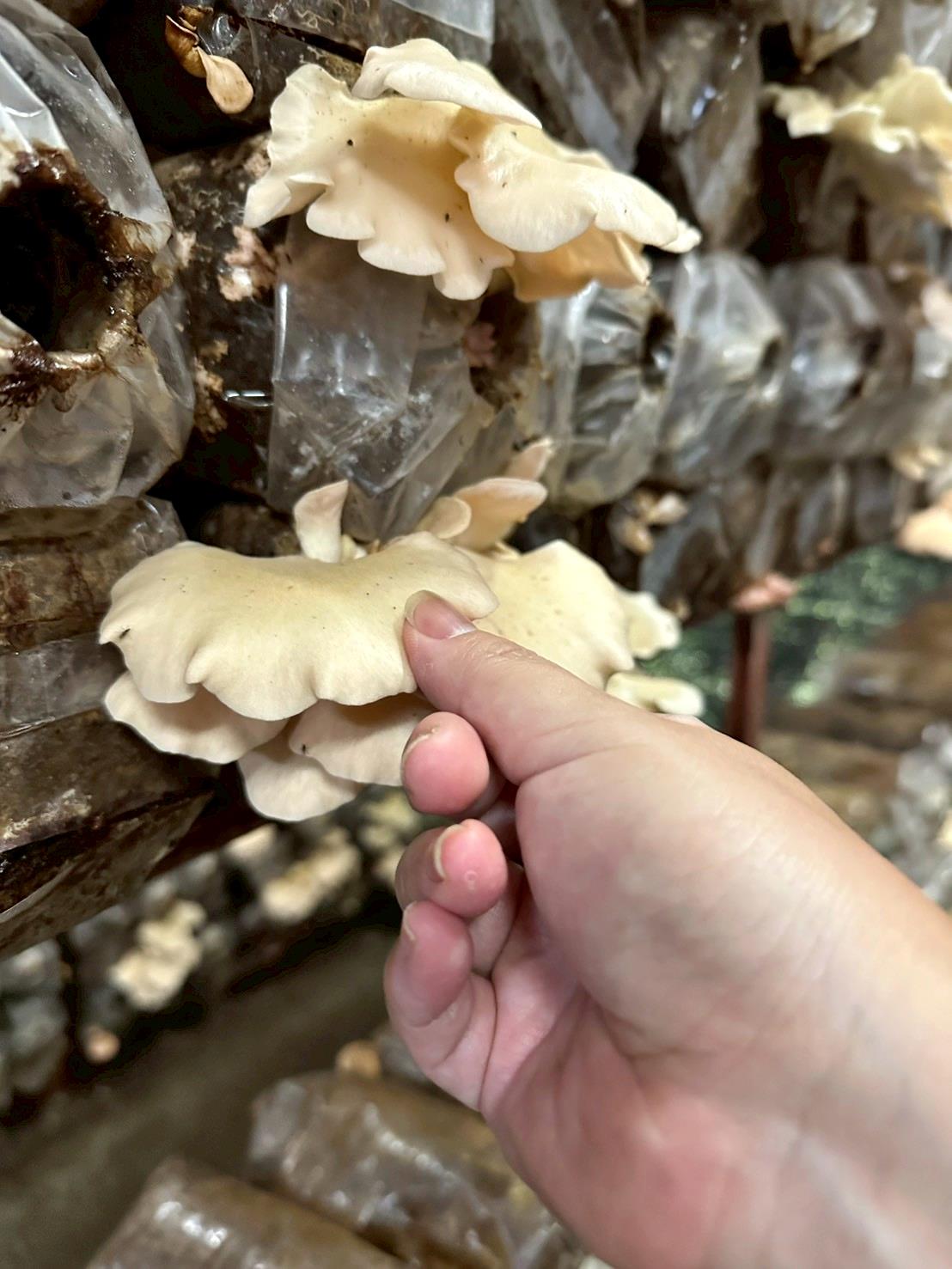南投埔里親子旅遊｜豐年靈芝菇類生態農場｜免門票、趣味採菇樂、DIY生態瓶、鮮採菇火鍋｜交通、美食全攻略！