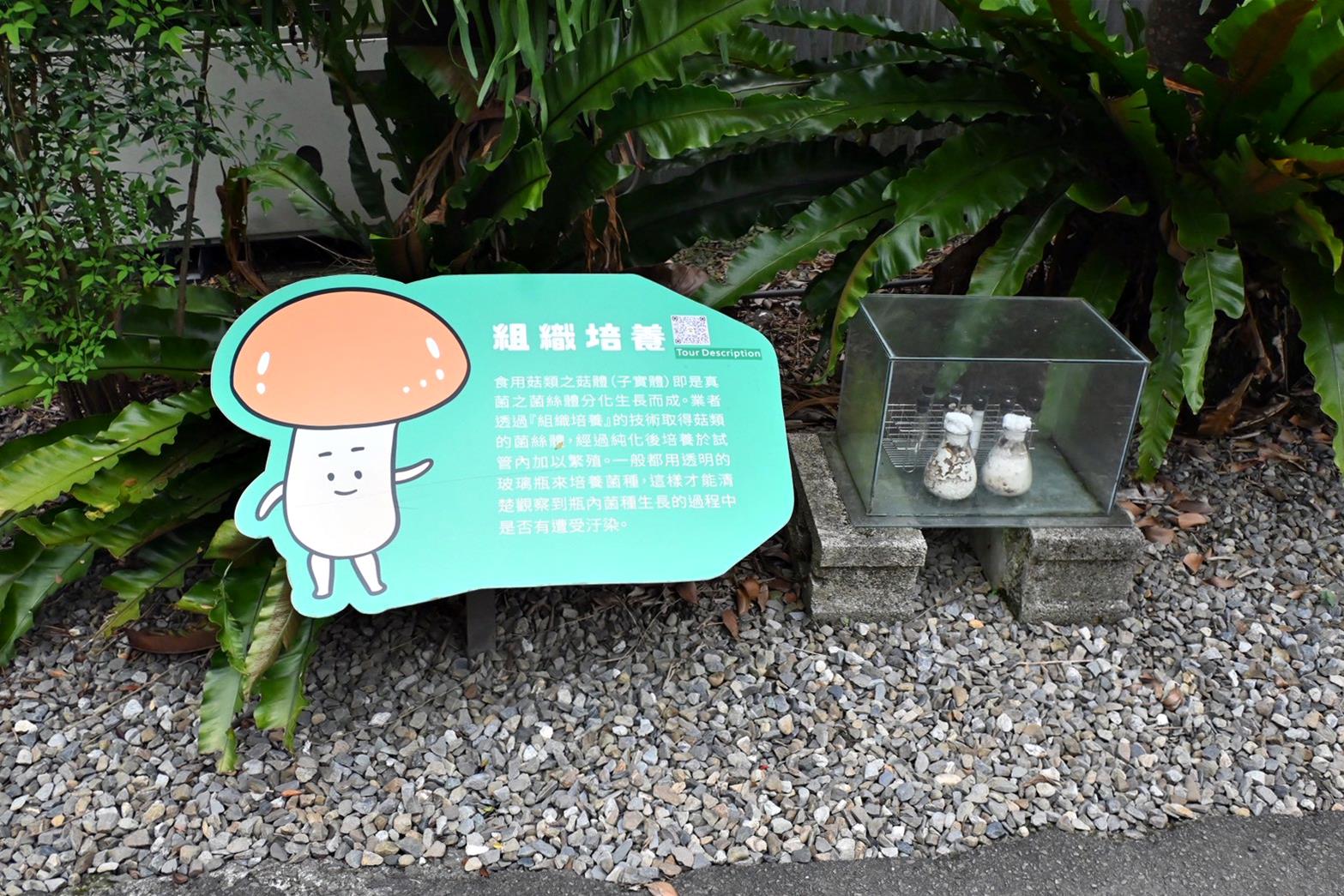 南投埔里親子旅遊｜豐年靈芝菇類生態農場｜免門票、趣味採菇樂、DIY生態瓶、鮮採菇火鍋｜交通、美食全攻略！